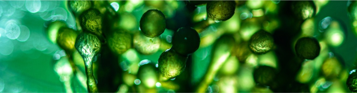 biocombustiveis-como-sao-produzidos