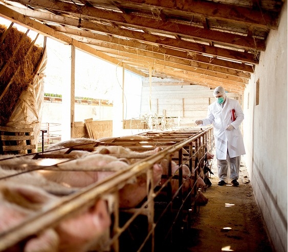 A energia de alta tecnologia no matadouro