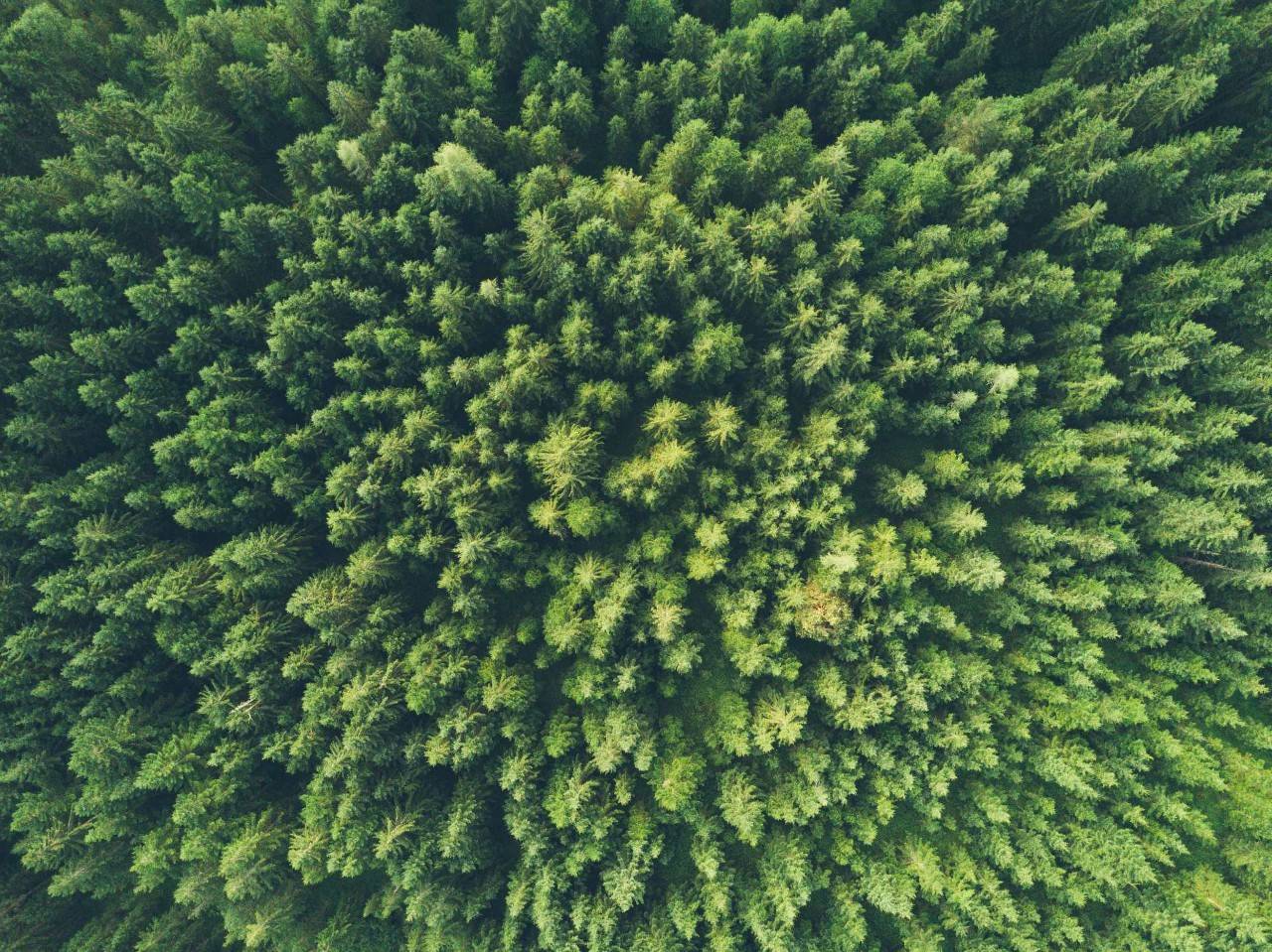 Vista aérea de un bosque