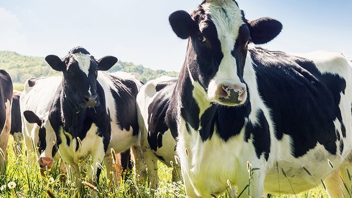 Setor Agrícola-Pecuária