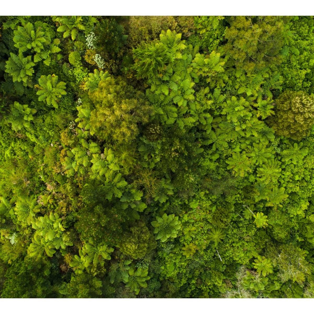 Verde_novo2.jpg